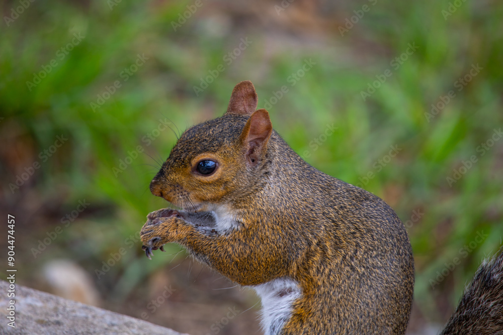 Squirrel in the park Squirrel in the park