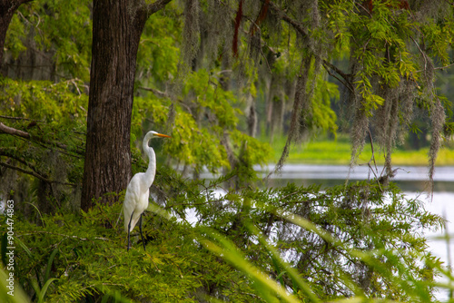 Egret at Greenfield Lake in Wilmington, NC
