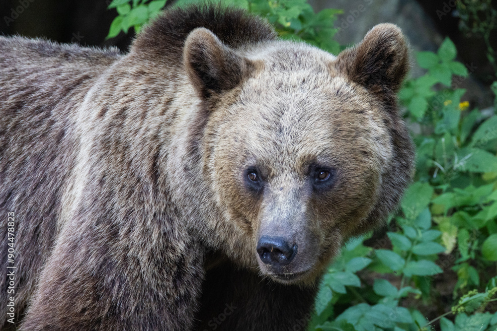 Fototapeta premium Brown bear portrait