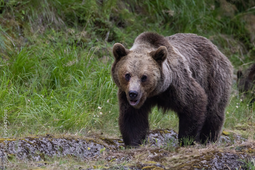 Brown bear portrait Brown bear portrait