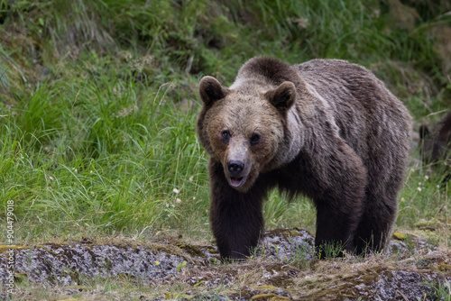 Brown bear portrait