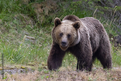 Brown bear female with babies