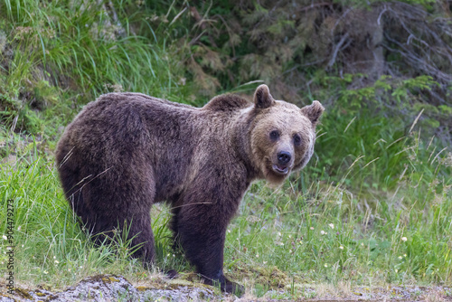 Brown bear female with babies