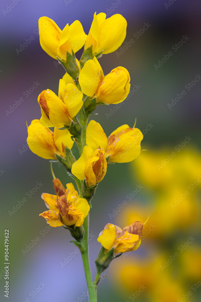 Golden Banner (Thermopsis montana) Yellow Pea, Mountain Golden Banner Golden Banner (Thermopsis montana) Yellow Pea, Mountain Golden Banner