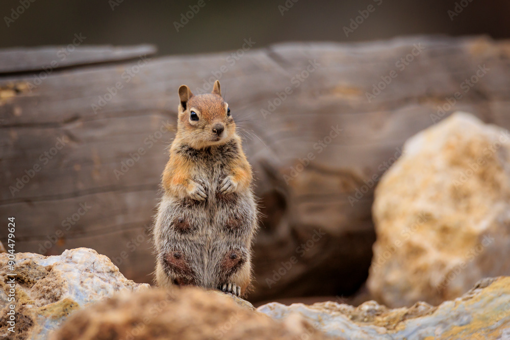 Naklejka premium Golden Mantled Ground Squirrel (Callospermophilus lateralis)