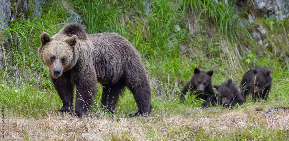 Fototapeta premium Brown bear female with babies