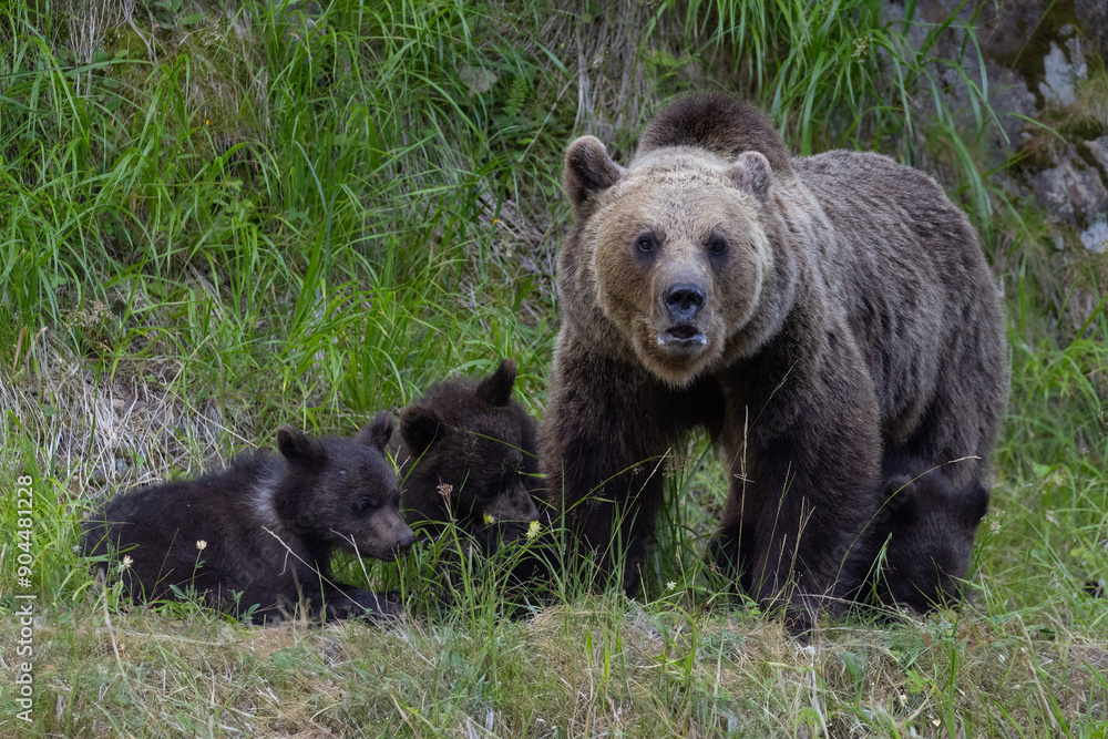 Fototapeta premium Brown bear female with babies