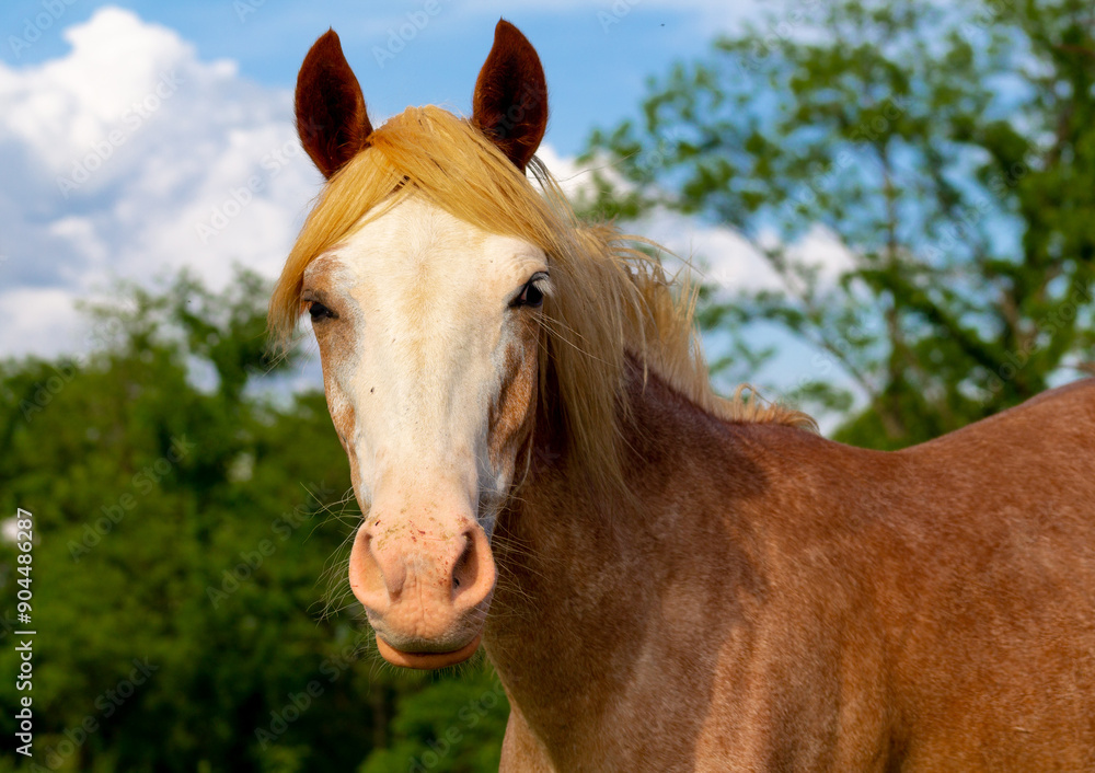 Fototapeta premium horse