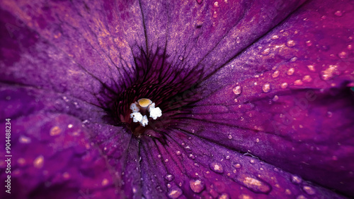 Macro photo of a pitunia flower. Purple beautiful blooming petal after the rain. Flower core close up. photo