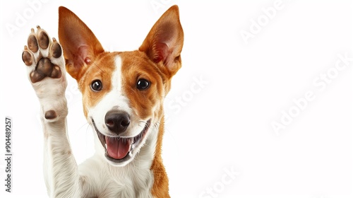 Adorable brown and white basenji dog smiling and giving a high five isolated on white.