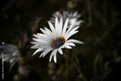 Arctotis Venusta - Marguerites photo