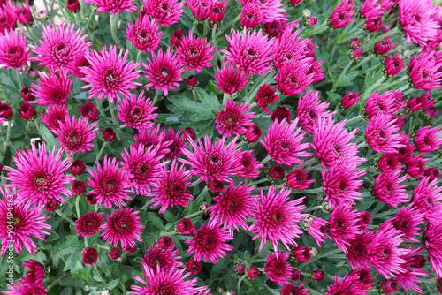Chrysanthèmes pourpres et roses