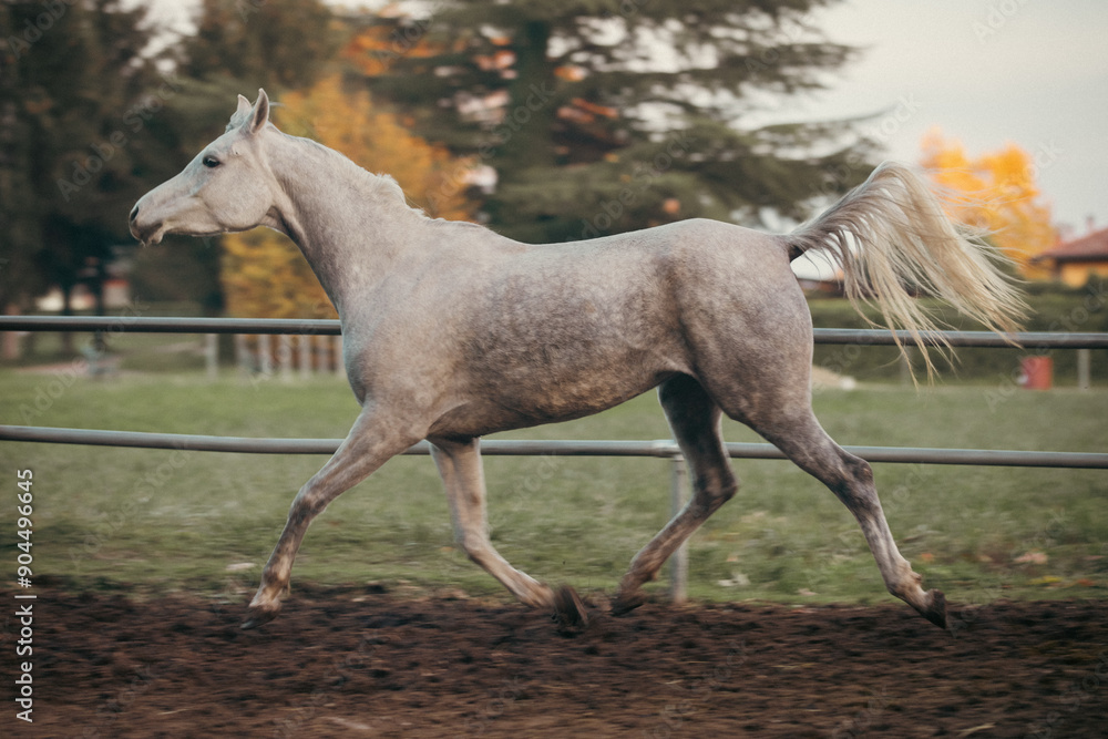 Obraz premium Elegant white Arabian horse with a silky mane and muscular build galloping freely in a picturesque meadow, showcasing grace, beauty, and strength in nature. Perfect for equestrian themes