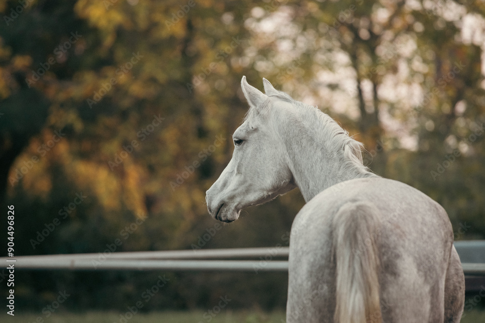 Elegant white Arabian horse with a silky mane and muscular build galloping freely in a picturesque meadow, showcasing grace, beauty, and strength in nature. Perfect for equestrian themes Elegant white Arabian horse with a silky mane and muscular build galloping freely in a picturesque meadow, showcasing grace, beauty, and strength in nature. Perfect for equestrian themes
