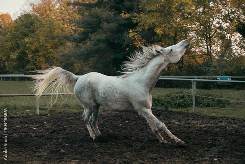 Elegant white Arabian horse with a silky mane and muscular build galloping freely in a picturesque meadow, showcasing grace, beauty, and strength in nature. Perfect for equestrian themes photo