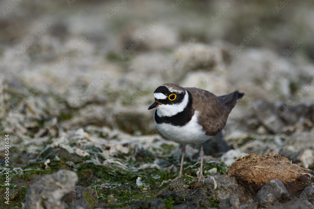 Little Ringed Plover Charadrius dubius in the wild Little Ringed Plover Charadrius dubius in the wild