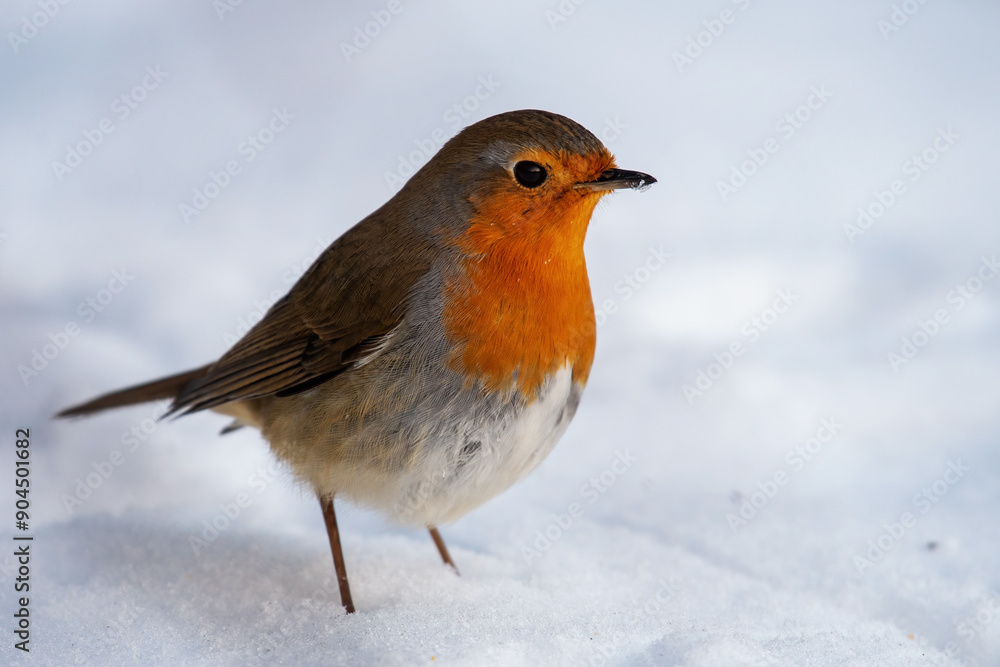 Garden Birds. Robin Erithacus rubecula in the wild Garden Birds. Robin Erithacus rubecula in the wild