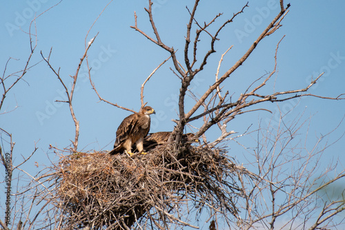 Eastern imperial eagle Aquila heliaca. Wildlife animal.