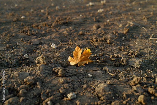 The Neglected Leaf: An Ode to the Insignificance of the Nugatory photo