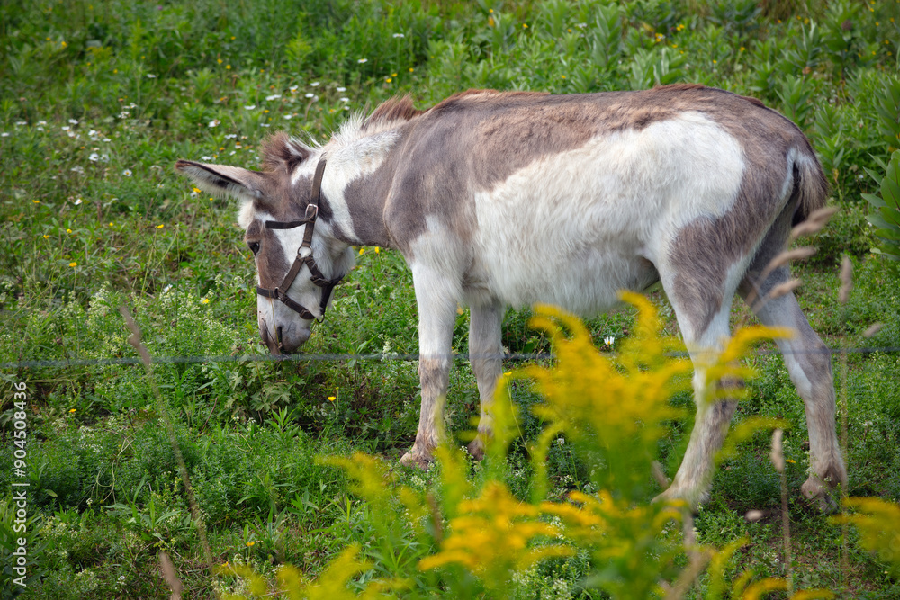 Brown farm donkey in a green field enclosure. Brown farm donkey in a green field enclosure.