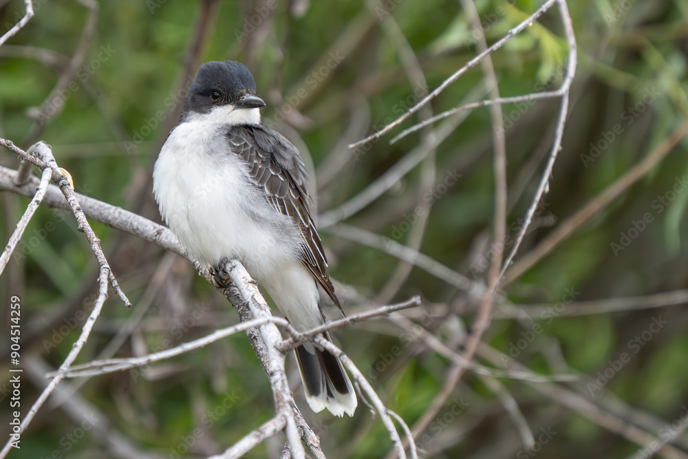Fototapeta premium Eastern Kingbird Rests Between Insect Hunts