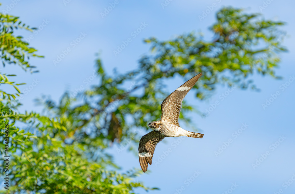 Obraz premium Common Nighthawk in Flight in Early Morning Light