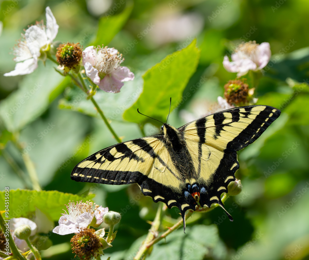 Western Tiger Swallowtail on Blackberry Flower Western Tiger Swallowtail on Blackberry Flower