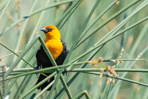 Proud Male Yellow-Headed Blackbird in the Marsh photo