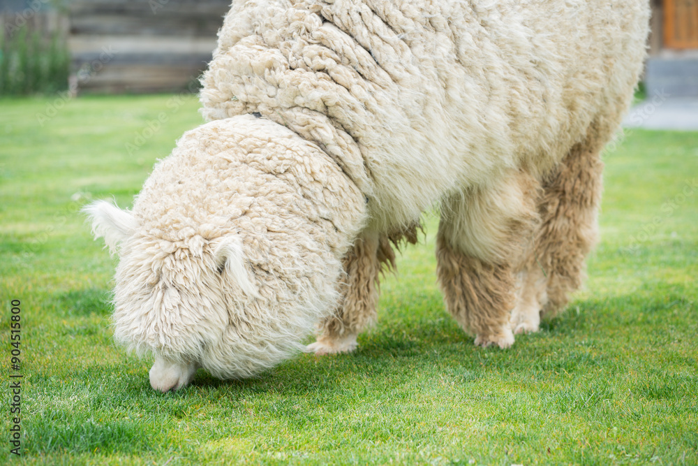 Alpaca eating in a grass field on a farm Alpaca eating in a grass field on a farm