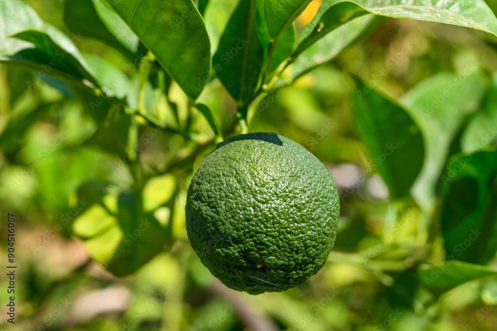Green oranges ripen on a branch. Fresh fruit concept Green oranges ripen on a branch. Fresh fruit concept