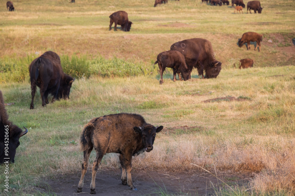 Bison herd grazing in a meadow
Bison herd grazing in a meadow