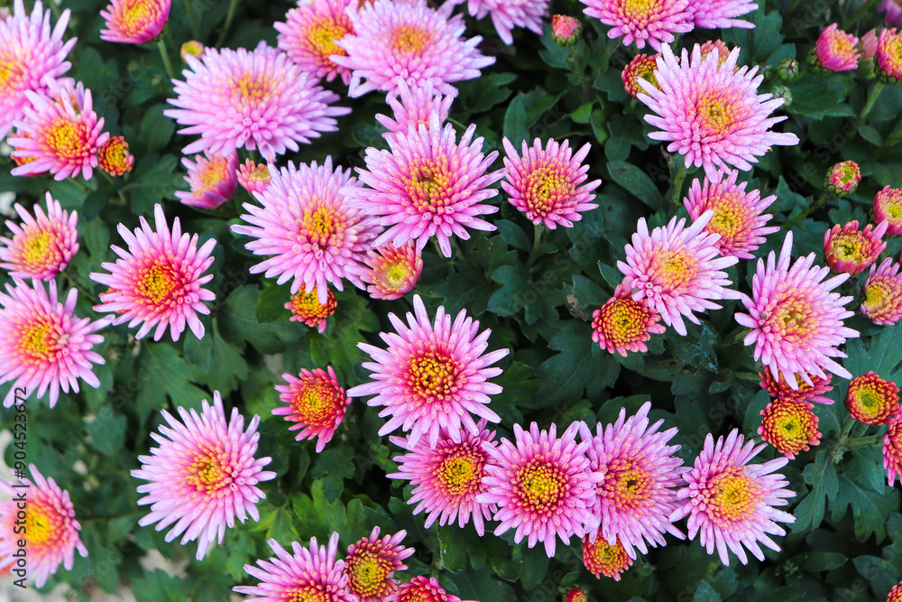 Fototapeta premium Chrysanthèmes roses et orangées