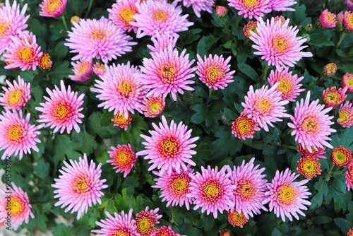 Chrysanthèmes roses et orangées