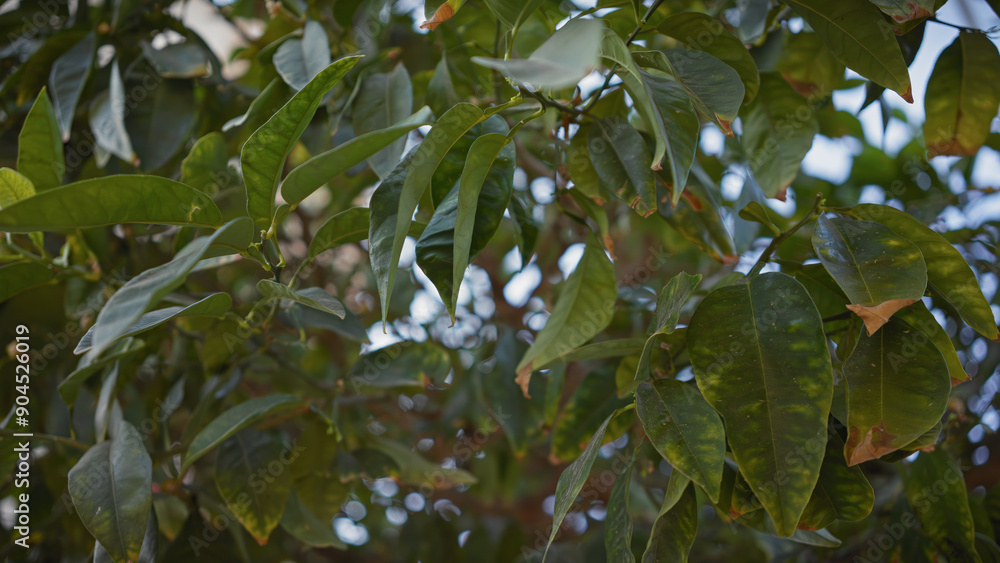 Lush greenery of mature citrus leaves in murcia, spain, showcasing the vibrant foliage in an outdoor setting. Lush greenery of mature citrus leaves in murcia, spain, showcasing the vibrant foliage in an outdoor setting.