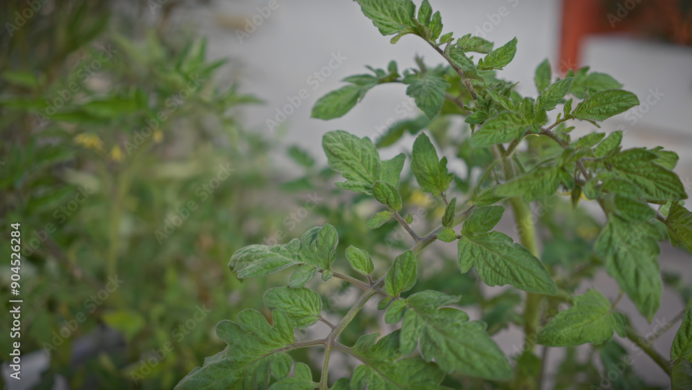 Close-up of fresh green tomato plant leaves in an outdoor garden setting, illustrating flora of murcia, spain. Close-up of fresh green tomato plant leaves in an outdoor garden setting, illustrating flora of murcia, spain.