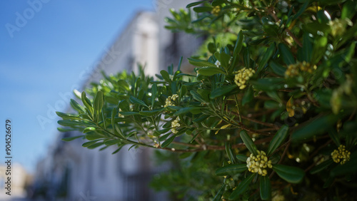 Vibrant pittosporum tobira leaves and clusters of small flowers are seen in a puglia street, southern italy, on a sunny day, showcasing the beauty and greenery of the region. photo