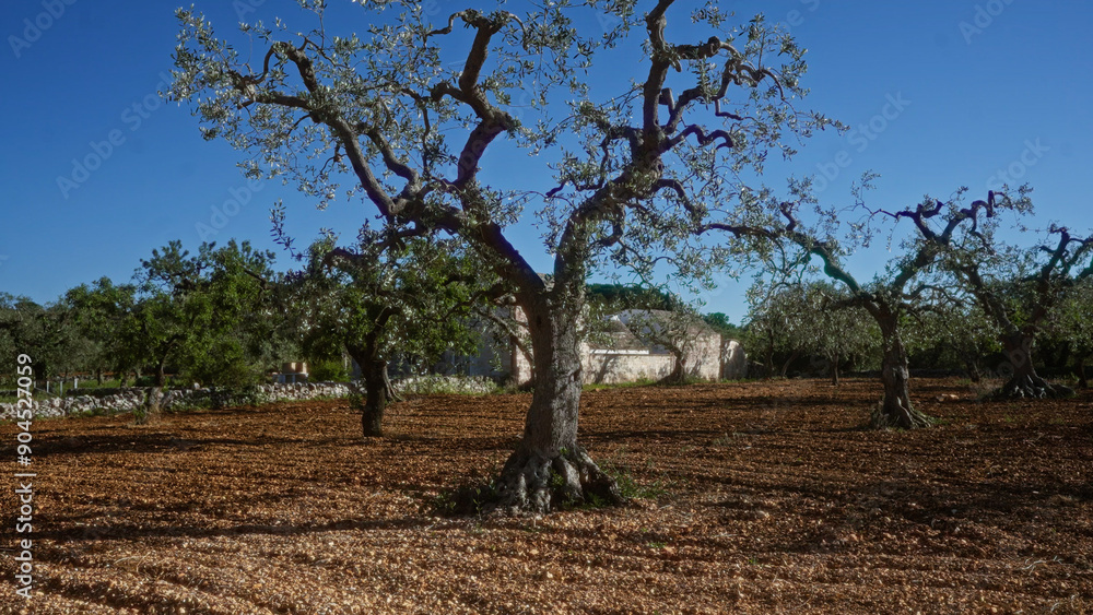 Majestic olive trees in a picturesque olive grove under a clear blue sky in puglia, southern italy, surrounded by lush greenery and rustic stone buildings.