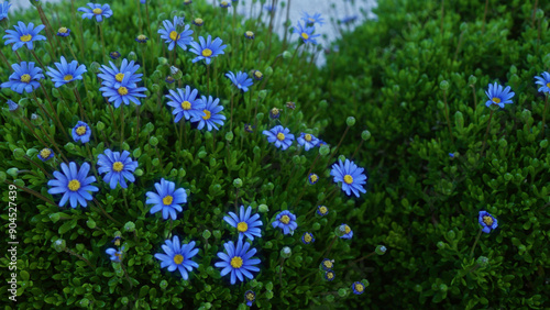 Vibrant felicia amelloides, commonly known as blue daisy, with delicate purple flowers and lush green foliage, growing outdoors in the puglia region of southern italy. photo