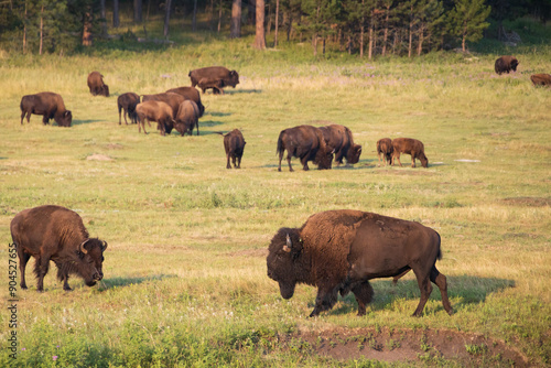 Bison herd grazing in a meadow