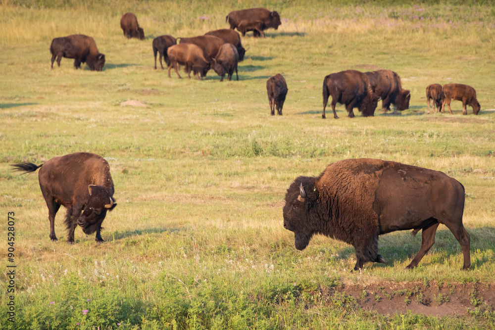 Bison herd grazing in a meadow Bison herd grazing in a meadow