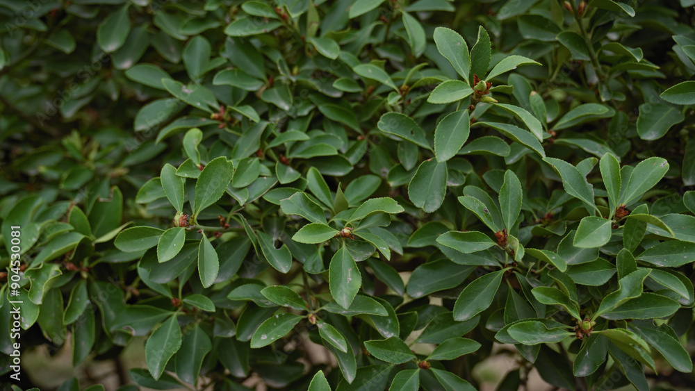 Obraz premium Lush mediterranean quercus coccifera leaves in murcia, spain, showcasing evergreen nature