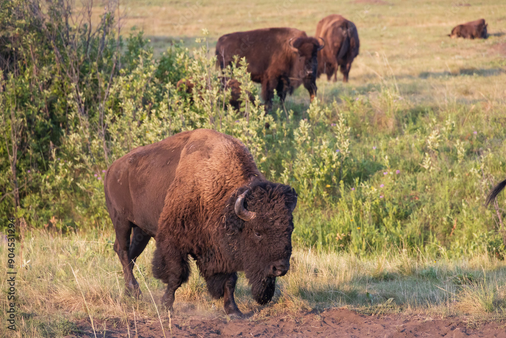 American bison walking in a meadow
American bison walking in a meadow