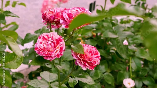 Beautiful Pink Roses Blooming Brightly in a Gardenside Location During Springtime photo