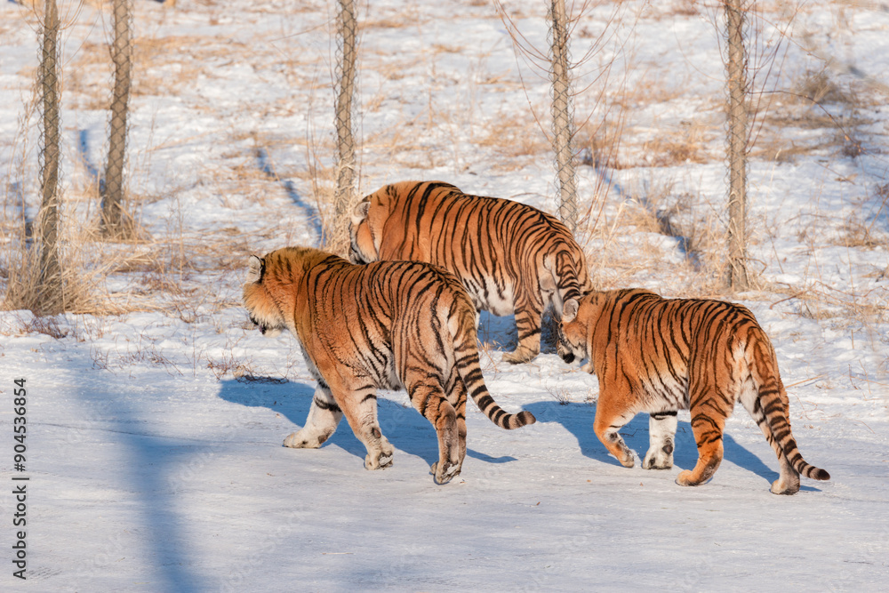Obraz premium Three tigers walk in the park.