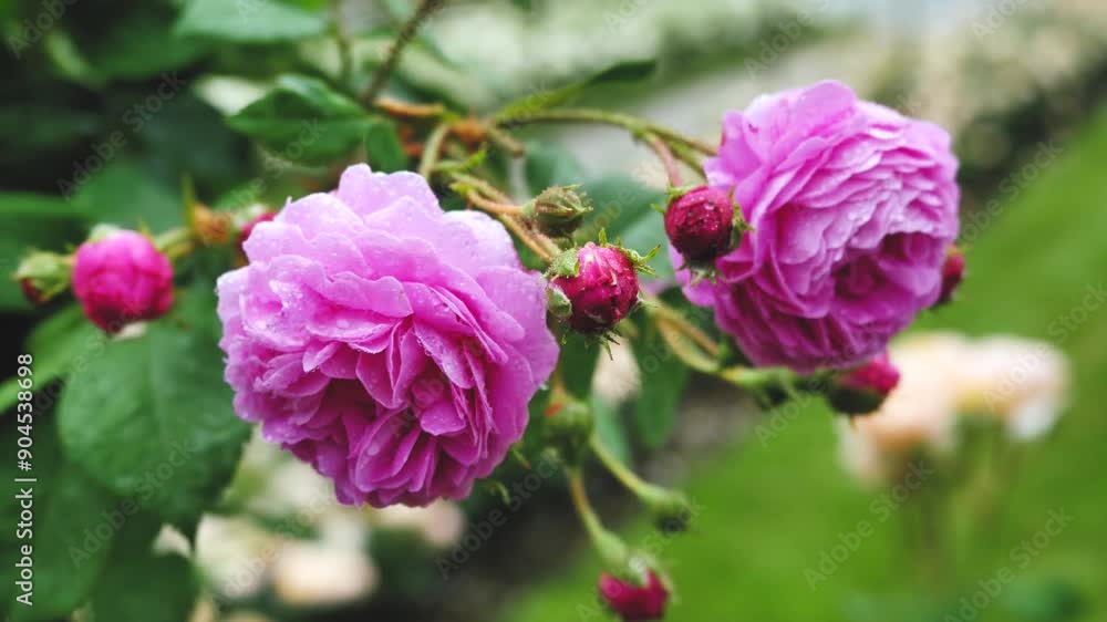 Beautiful Pink Roses Blooms in a Lush Garden During Springtime