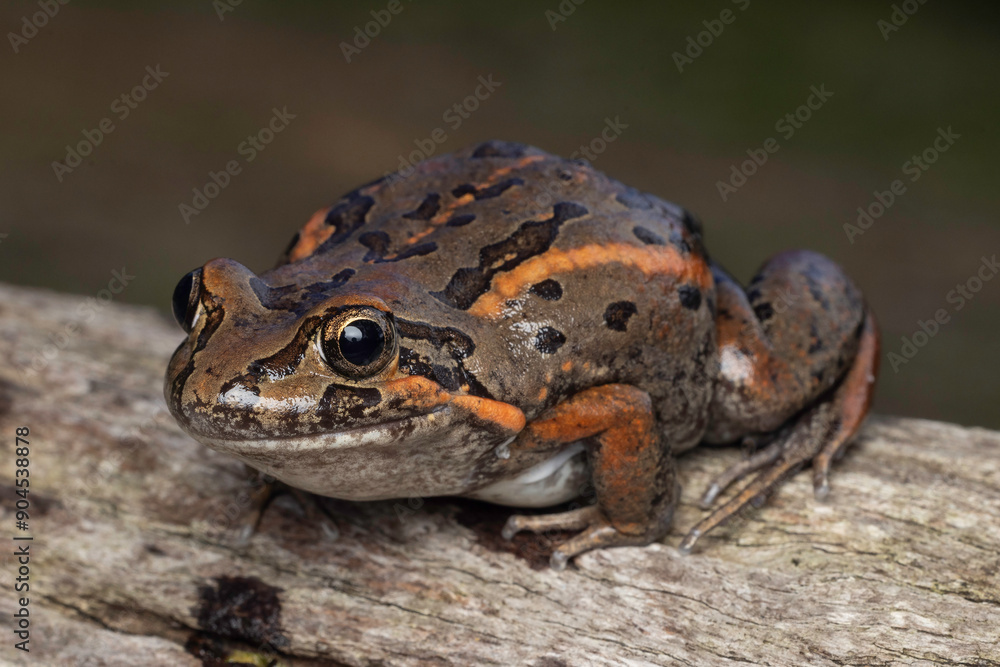 Close up of Australian Salmon-striped Frog Close up of Australian Salmon-striped Frog