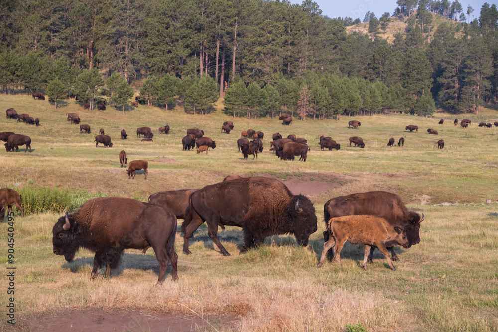 Bison herd grazing in a meadow Bison herd grazing in a meadow