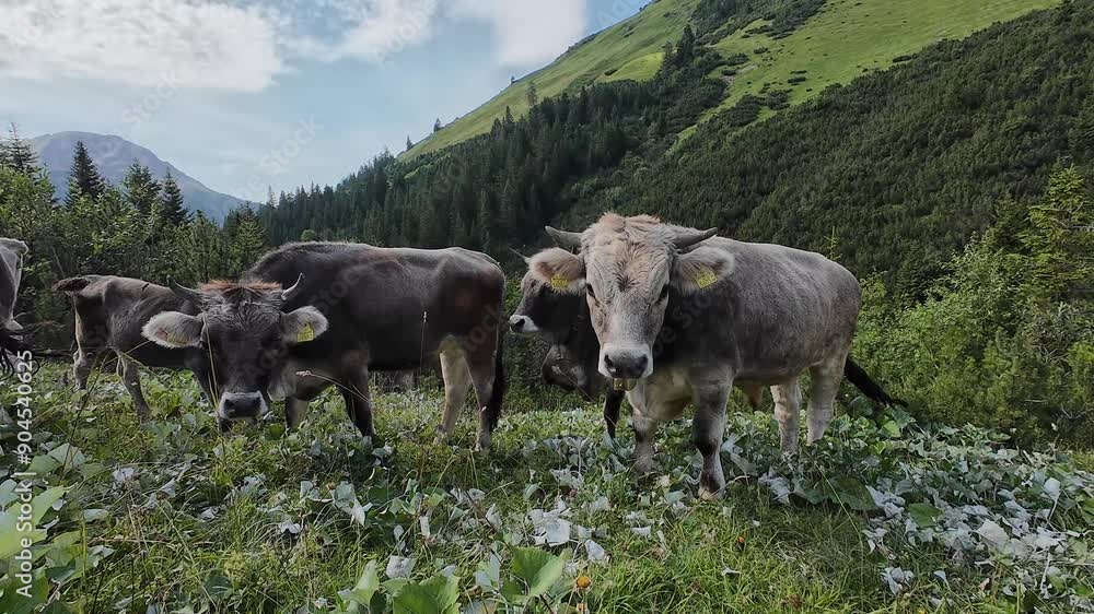 Video von jungen Kühen mit Hörnern und Glocken im Gebirge von Österreich Video von jungen Kühen mit Hörnern und Glocken im Gebirge von Österreich