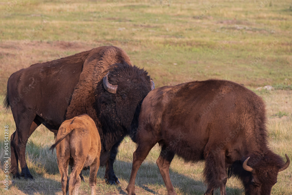 American bison with calf grazing American bison with calf grazing