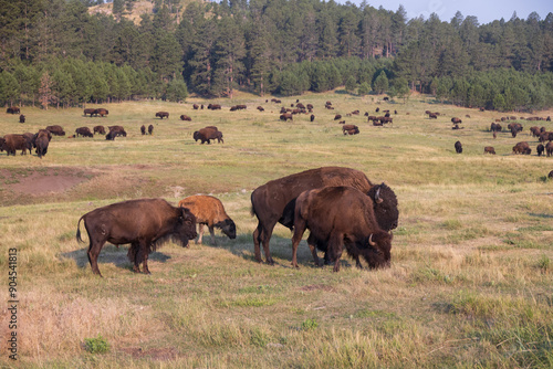 Bison herd grazing in a meadow